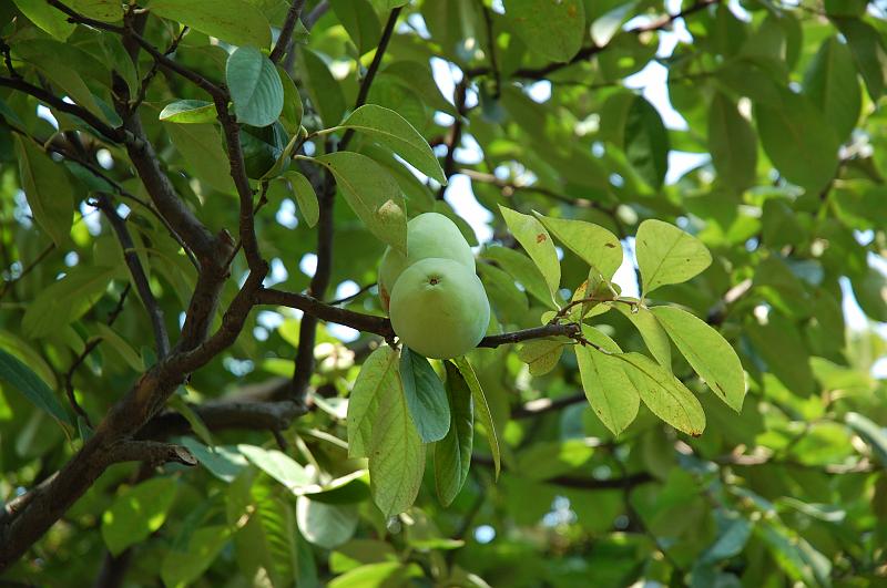 02-Garten des Verweilens_028.JPG